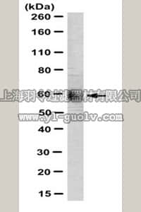 merck millipore,默克密理博,MABN306,Anti-MAO-A Antibody, clone 6G11.E1