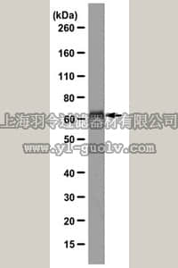 merck millipore,默克密理博,MABN310,Anti-G-protein coupled receptor 56 (GPR56) Antibody, clone H11