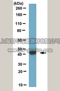 merck millipore,默克密理博,MABN323,Anti-Ermin Antibody, clone 160