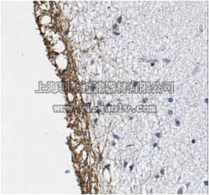 merck millipore,默克密理博,MABN328,Anti-peptidyl-citrulline, clone F95 Antibody