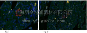 merck millipore,默克密理博,MABN330,Anti-Glucagon (non-Oxyntomodulin) Antibody, clone 12D4.14.11