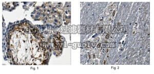 merck millipore,默克密理博,MABN348,Anti-NAV1 Antibody, clone 4A6.1