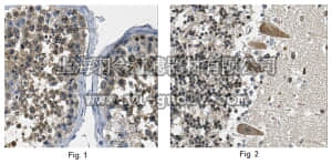 merck millipore,默克密理博,MABN356,Anti-FKBP4 Antibody, clone 2H9.1