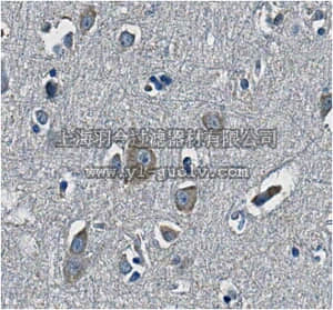 merck millipore,默克密理博,MABN358,Anti-NB thymosin beta (TMSB15A Antibody), Clone 4A6.3