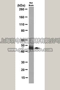 merck millipore,默克密理博,MABN360,Anti-NEGR1 Antibody, clone 5A4.1