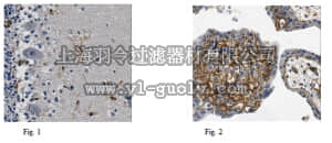 merck millipore,默克密理博,MABN362,Anti-SNAP23 Antibody, clone 4A1.1