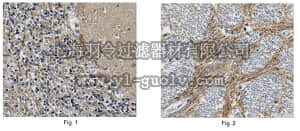 merck millipore,默克密理博,MABN363,Anti-SYP1 Antibody, clone 16A1.2