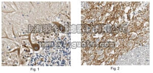 merck millipore,默克密理博,MABN367,Anti-SV2C Antibody, clone 4C8.1