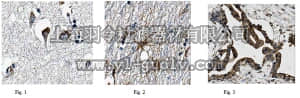 merck millipore,默克密理博,MABN370,Anti-Tachykinin-3 Antibody, clone 15D9.1