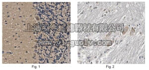 merck millipore,默克密理博,MABN372,Anti-CLN3 Antibody, Clone 2B8.2