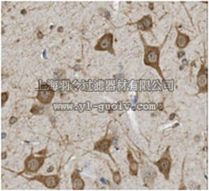 merck millipore,默克密理博,MABN378,Anti-Potassium Channel Kv10.1 Antibody, clone 56