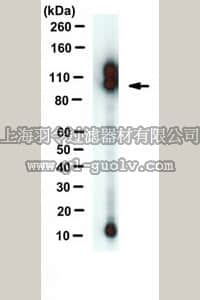 merck millipore,默克密理博,MABN380,Anti-APP-C99 Antibody, clone mC99(70–80)