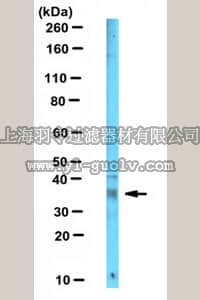 merck millipore,默克密理博,MABN385,Anti-NHERF-2 Antibody, clone 32B6