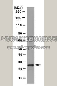 merck millipore,默克密理博,MABN390,Anti-Sigma IR Antibody, clone ICR-SIG1R-A