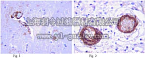 merck millipore,默克密理博,MABN40,Anti-LRRK2 Antibody, clone N138/6