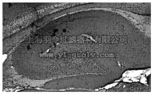 merck millipore,默克密理博,MABN41,Anti-Sodium channel Nav1.7 Antibody, clone N68/6