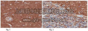 merck millipore,默克密理博,MABN43,Anti-Apolipoprotein E4 (ApoE4) Antibody, clone 4E4