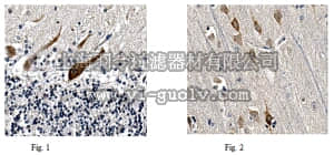 merck millipore,默克密理博,MABN448,Anti-ENC-1 Antibody, clone 1H8.1