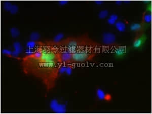 merck millipore,默克密理博,MABN463,Anti-Dopamine D3 receptor Antibody, clone N331/19