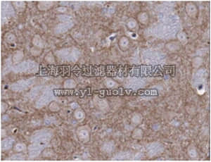 merck millipore,默克密理博,MABN464,Anti-Cav3.1 Ca2+ channel Antibody, clone N178A/9
