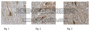 merck millipore,默克密理博,MABN465,Anti-Caspr2 Antibody, clone K67/25