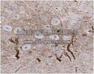 merck millipore,默克密理博,MABN466,Anti-Ankyrin-G Antibody, clone N106/36