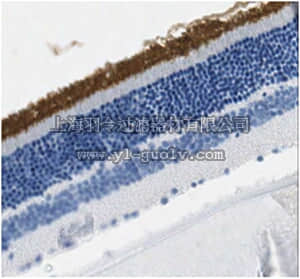 merck millipore,默克密理博,MABN468,Anti-CNGA1/3 Antibody, clone L36/12