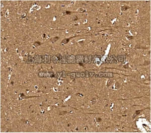 merck millipore,默克密理博,MABN469,Anti-GIT2 Scaffold Protein Antibody, clone N83/48