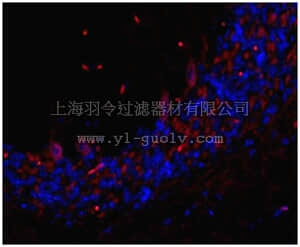 merck millipore,默克密理博,MABN473,Anti-TMEM106B Antibody, clone TME-N 6F2