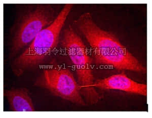 merck millipore,默克密理博,MABN478,Anti-Spred-1 Antibody, clone M23-P2G3