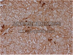 merck millipore,默克密理博,MABN480,Anti-Annexin A4 Antibody, clone PA351-29.1.3