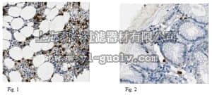 merck millipore,默克密理博,MABN481,Anti-Lipocalin-2 Antibody, clone PA348-26.3.5