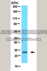 merck millipore,默克密理博,MABN484,Anti-FGF13 Protein Antibody, clone N91/27
