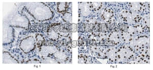 merck millipore,默克密理博,MABN486,Anti-Co-Rest/RCOR1 Antibody, clone K72/8
