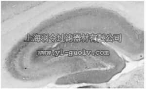 merck millipore,默克密理博,MABN488,Anti-GABA(B)R2 Protein Antibody, clone N81/2