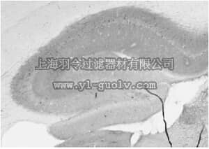 merck millipore,默克密理博,MABN489,Anti-GABA(A)R, Alpha1 Protein Antibody, clone N95/35
