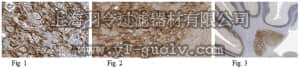 merck millipore,默克密理博,MABN491,Anti-Brevican Antibody, clone N294A/6