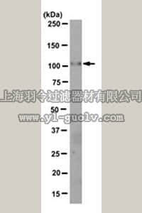 merck millipore,默克密理博,MABN494,Anti-Fig4/Sac3 Antibody, clone N202/7