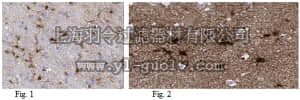 merck millipore,默克密理博,MABN495,Anti-Aldh1L1 Antibody, clone N103/39