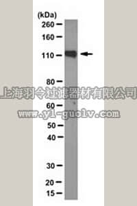merck millipore,默克密理博,MABN497,Anti-PSD93 Antibody, clone N18/30