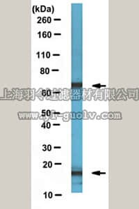 merck millipore,默克密理博,MABN500,Anti-CAM Antibody, clone L45/30