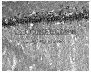 merck millipore,默克密理博,MABN503,Anti-WAVE-1 Antibody, clone K91/36
