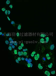 merck millipore,默克密理博,MABN50A4,Anti-Olig2 Antibody, clone 211F1.1, Alexa Fluor488 Conjugate,MABN50A4