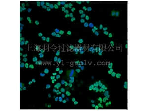 merck millipore,默克密理博,MABN50,Anti-Olig2 Antibody, clone 211F1.1