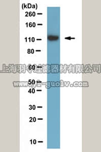 merck millipore,默克密理博,MABN510,Anti-Slick potassium channel Antibody, clone N11/33
