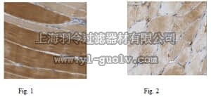 merck millipore,默克密理博,MABN511,Anti-SUR2B Antibody, clone N323A/31