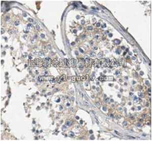 merck millipore,默克密理博,MABN515,Anti-Snapin Antibody, clone L8/15