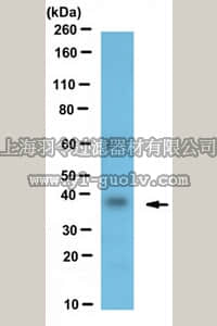 merck millipore,默克密理博,MABN516,Anti-TARPGamma2/4/8 Antibody, clone N245/36