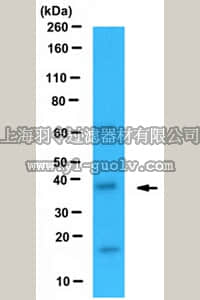 merck millipore,默克密理博,MABN517,Anti-Stargazin Antibody, clone N245/1