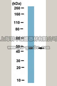 merck millipore,默克密理博,MABN521,Anti-SH3GL1 Antibody, clone K51/1